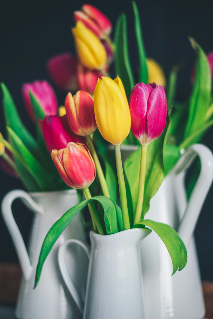 Dutch Tulip
