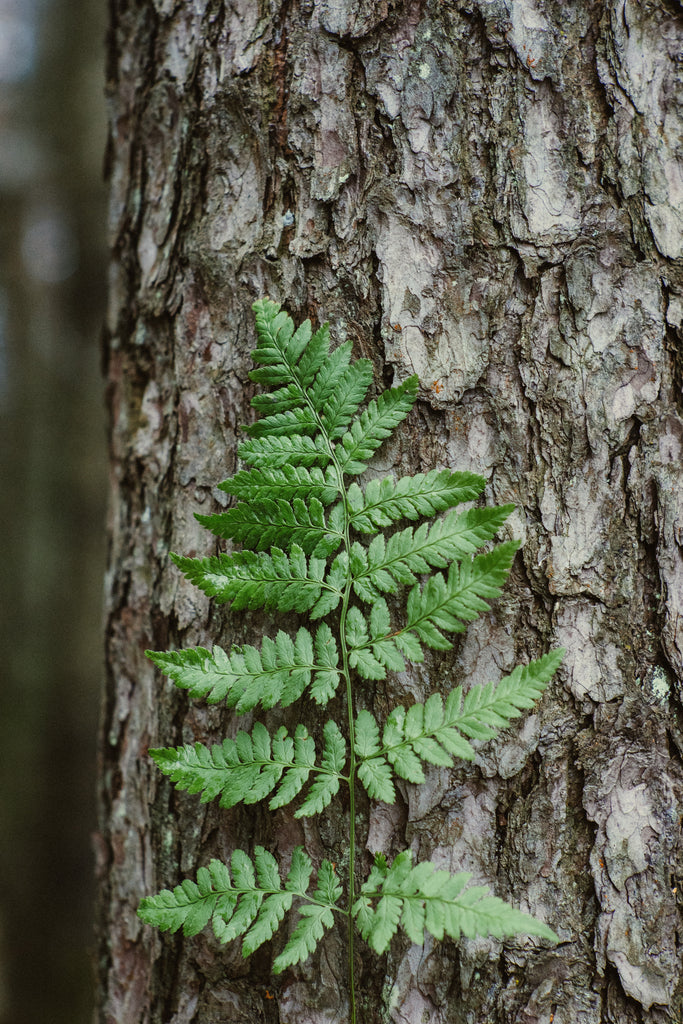 Woodland Fern