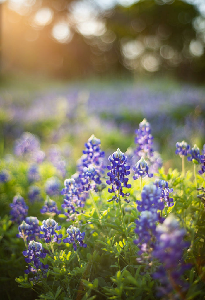 Bluebonnet