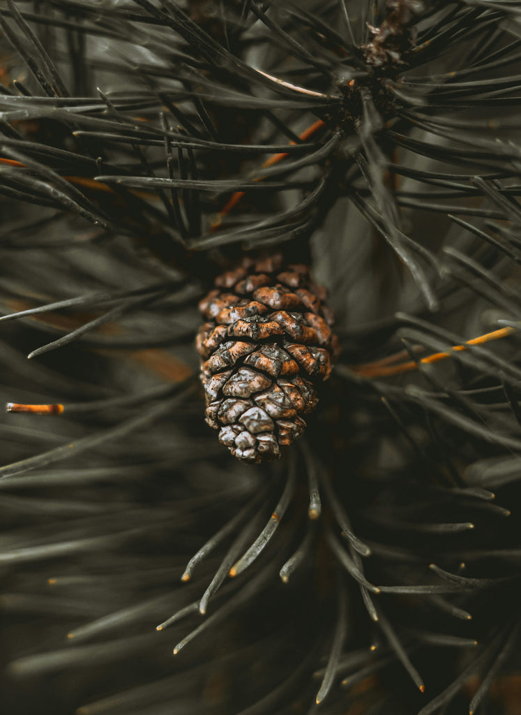 Peppered Pinecone