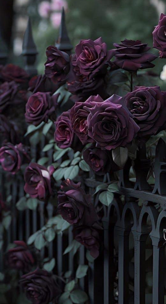 Black Rose & Oud