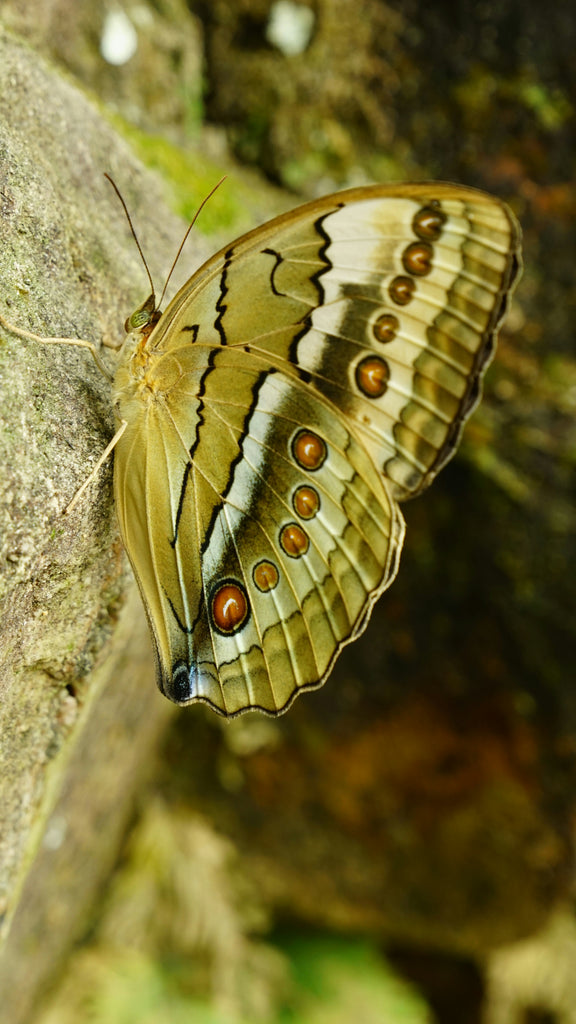 Incense & Chrysalis