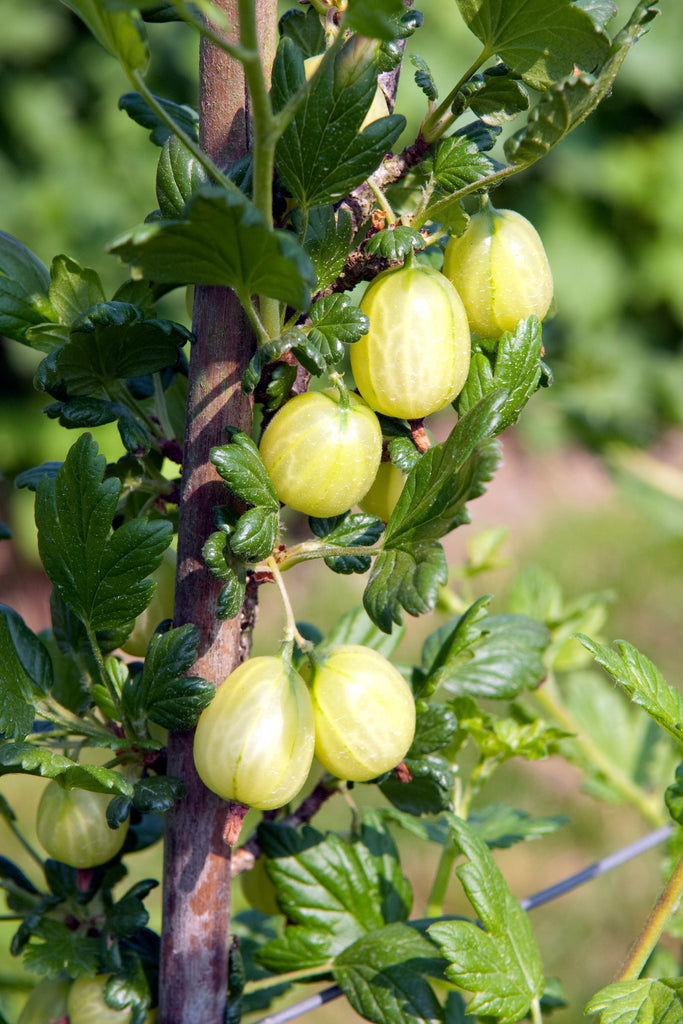 Duck Duck Gooseberry