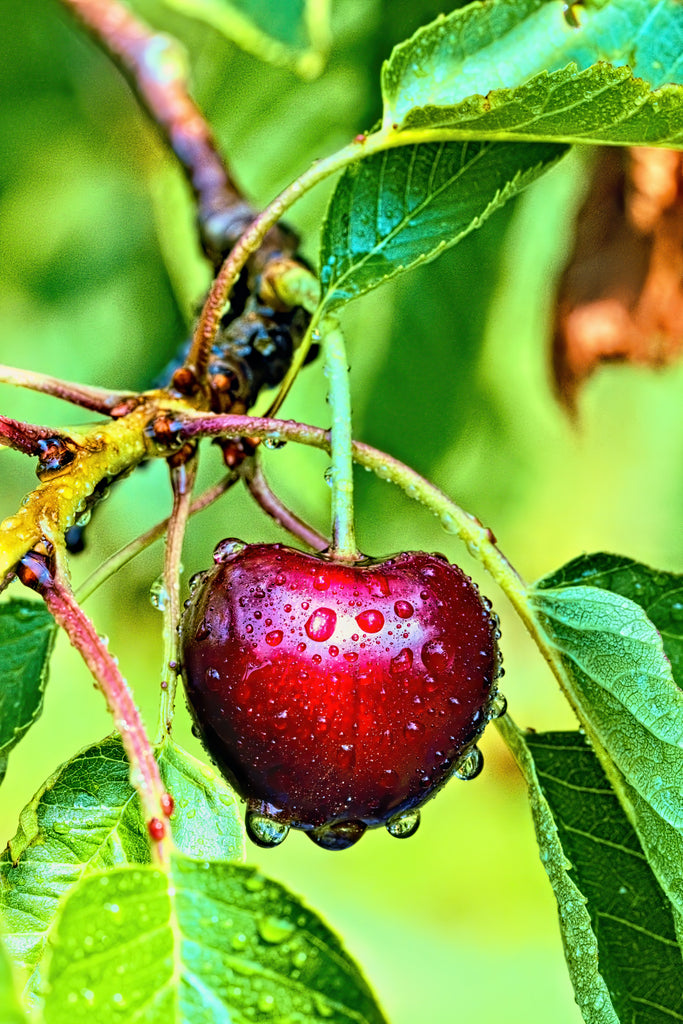 Cheery Cherry