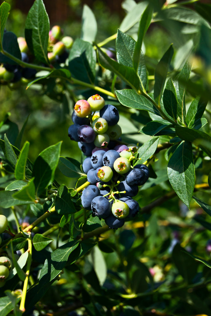 Blueberry Patch