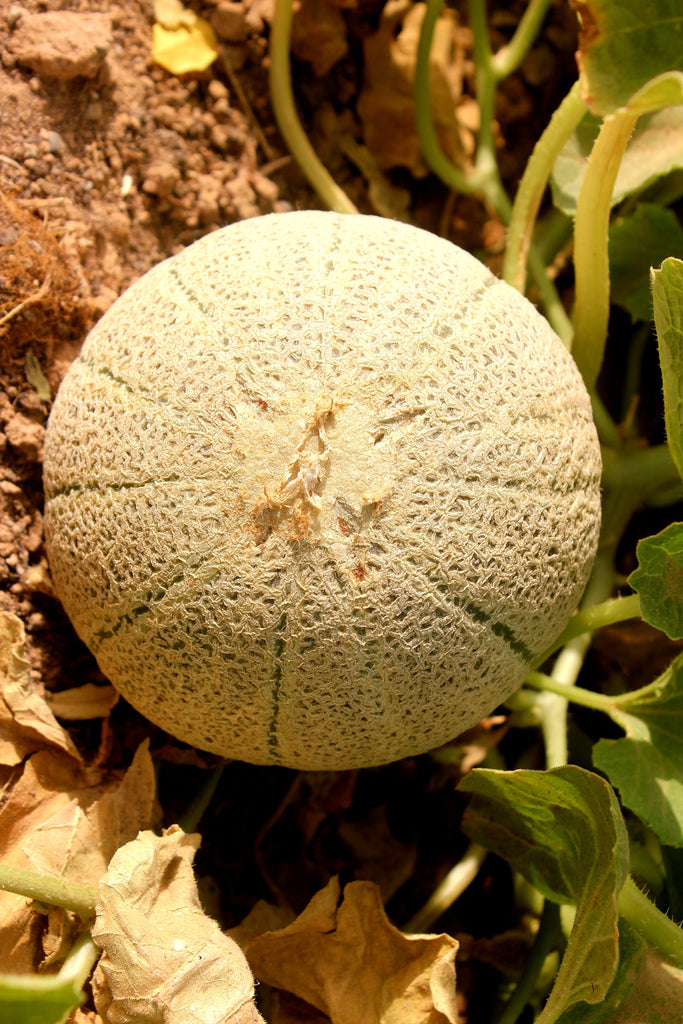 They Call Me Mellow Melon