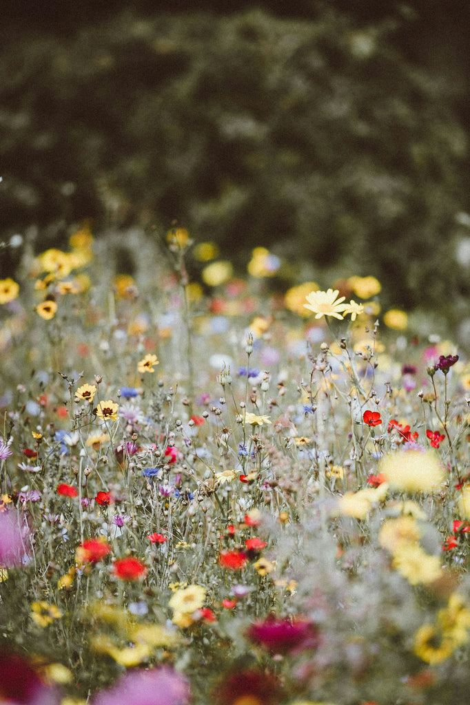 You Belong Among the Wildflowers