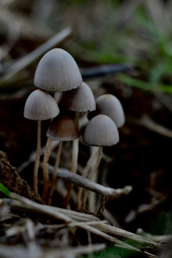 Shitake Happens