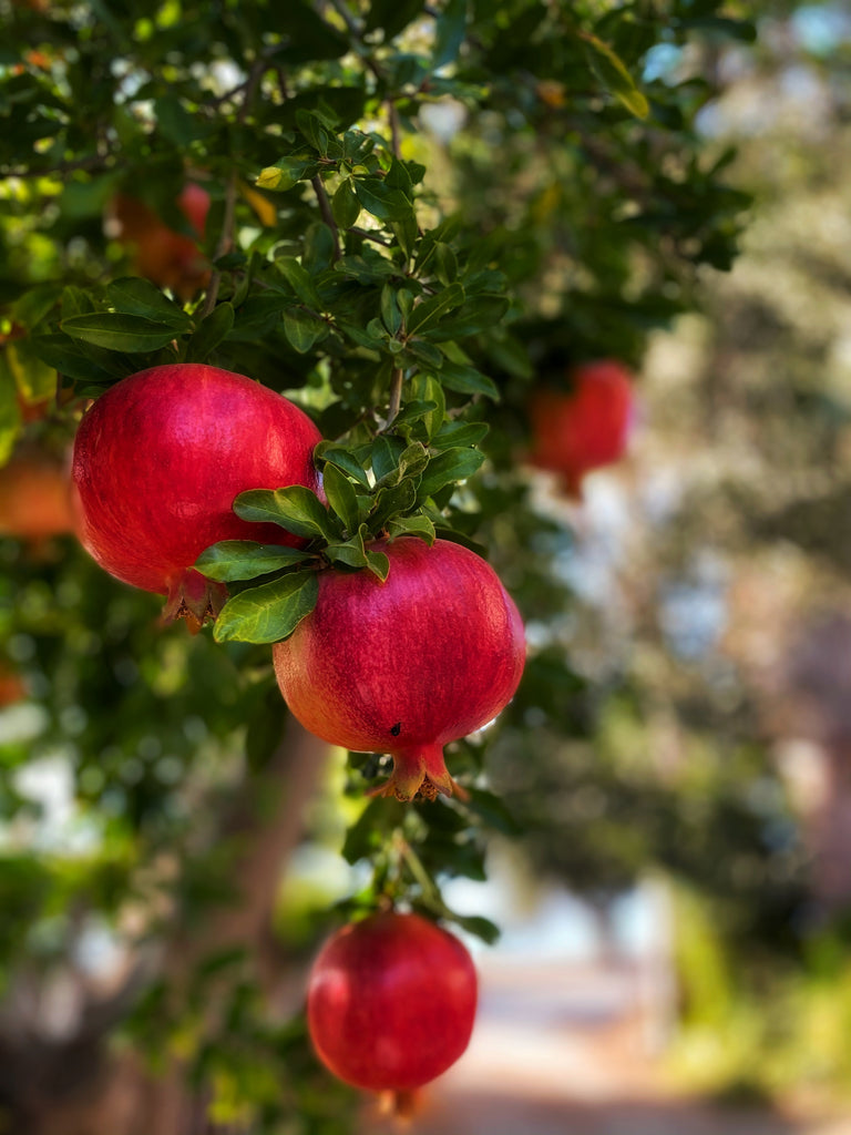Taking Me For Pomegranate