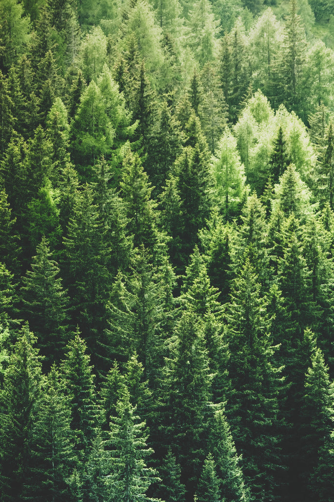 Really, I'm Pine