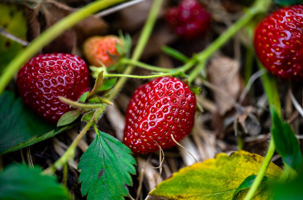 Strawberry Vine Fragrance Oil