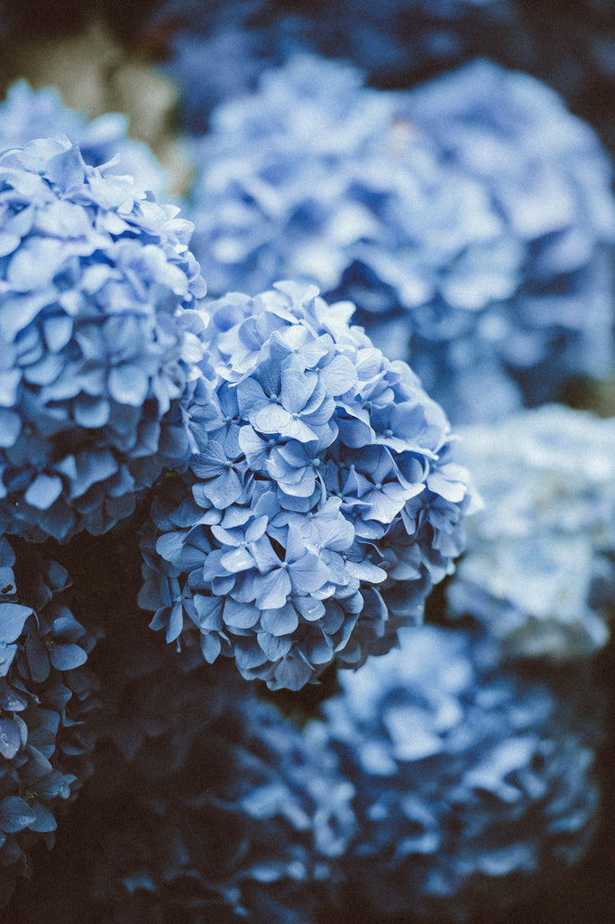 Hydrangea