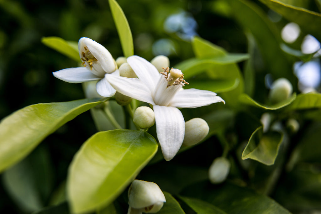 neroli scent blend green floral sweet