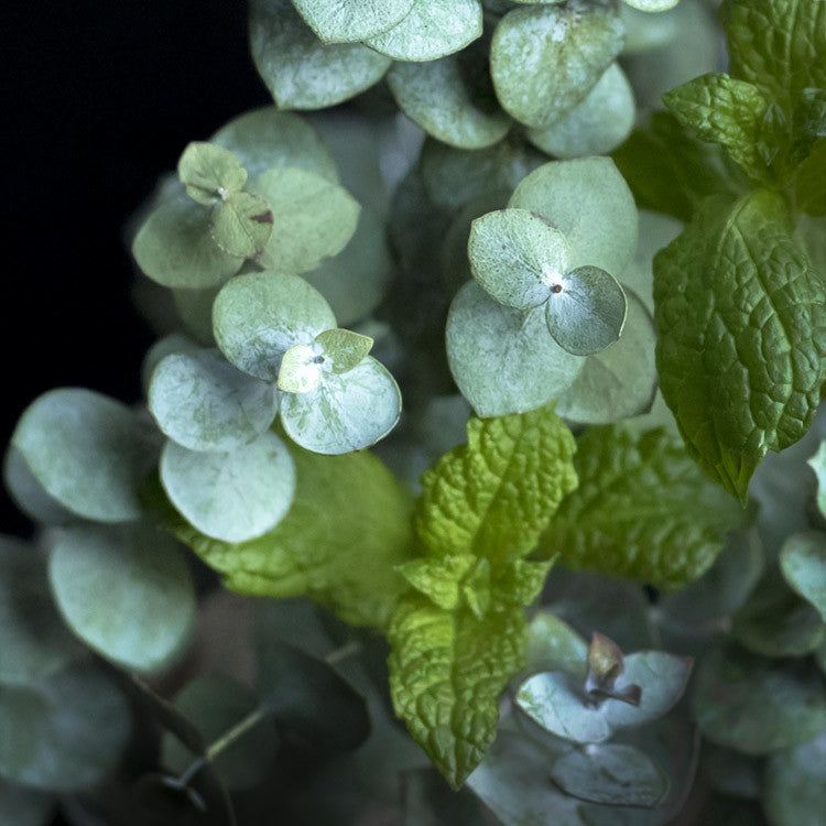 eucalyptus mint fragrance blend candles soap
