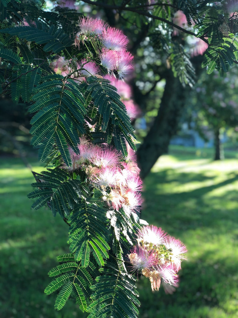 Mimosa Tree