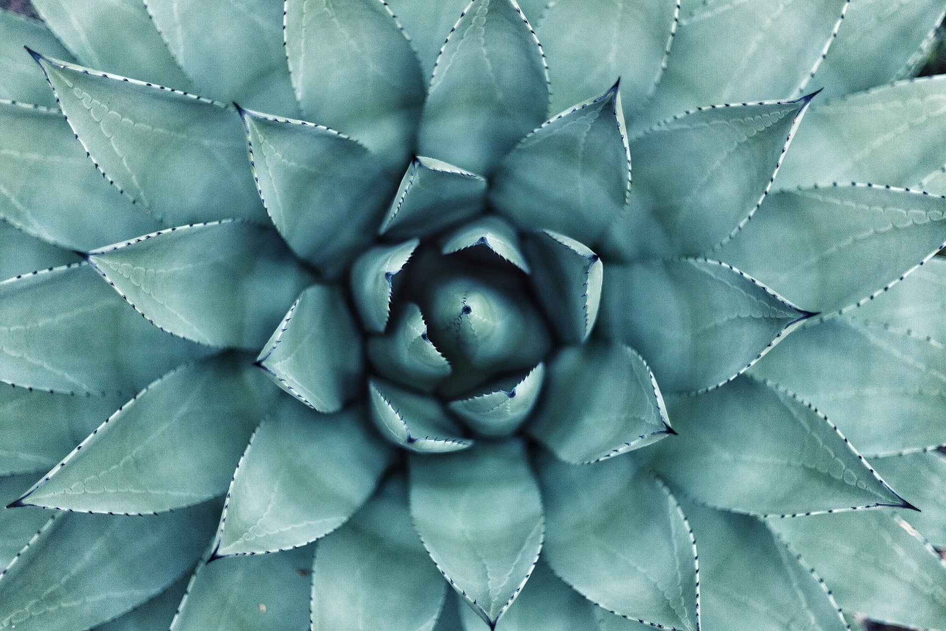 little agave Agave – Little Bee Scents™