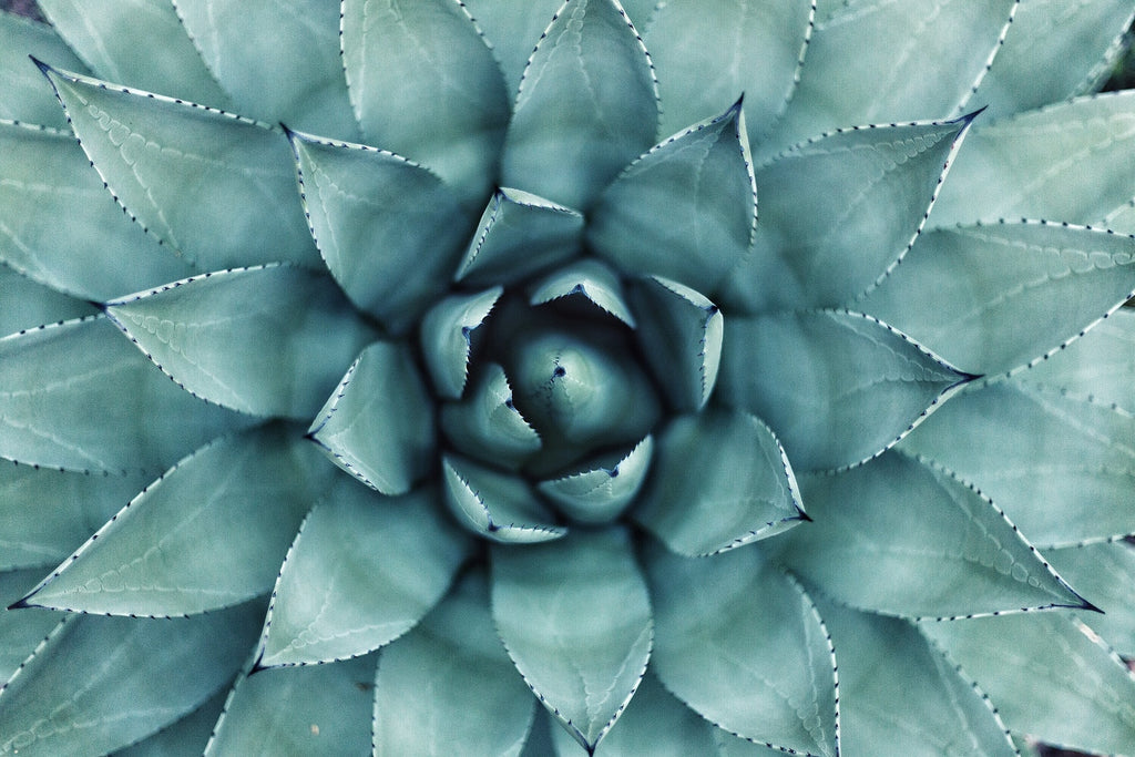 agave blended with aloe and patchouli - fresh green floral herbal