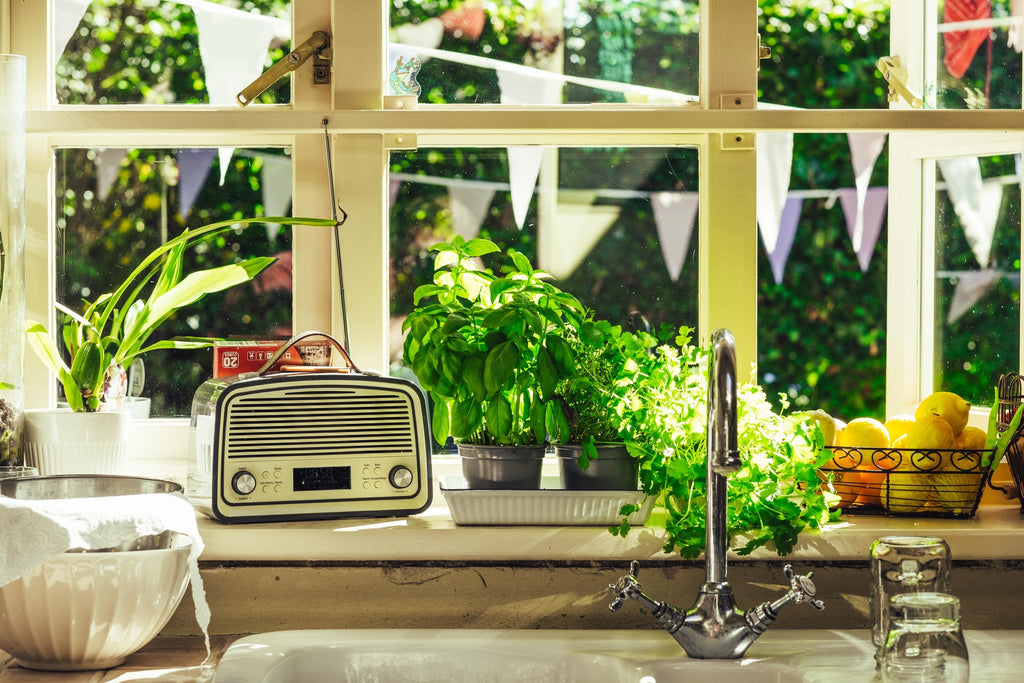 clean fresh basil herbal garden