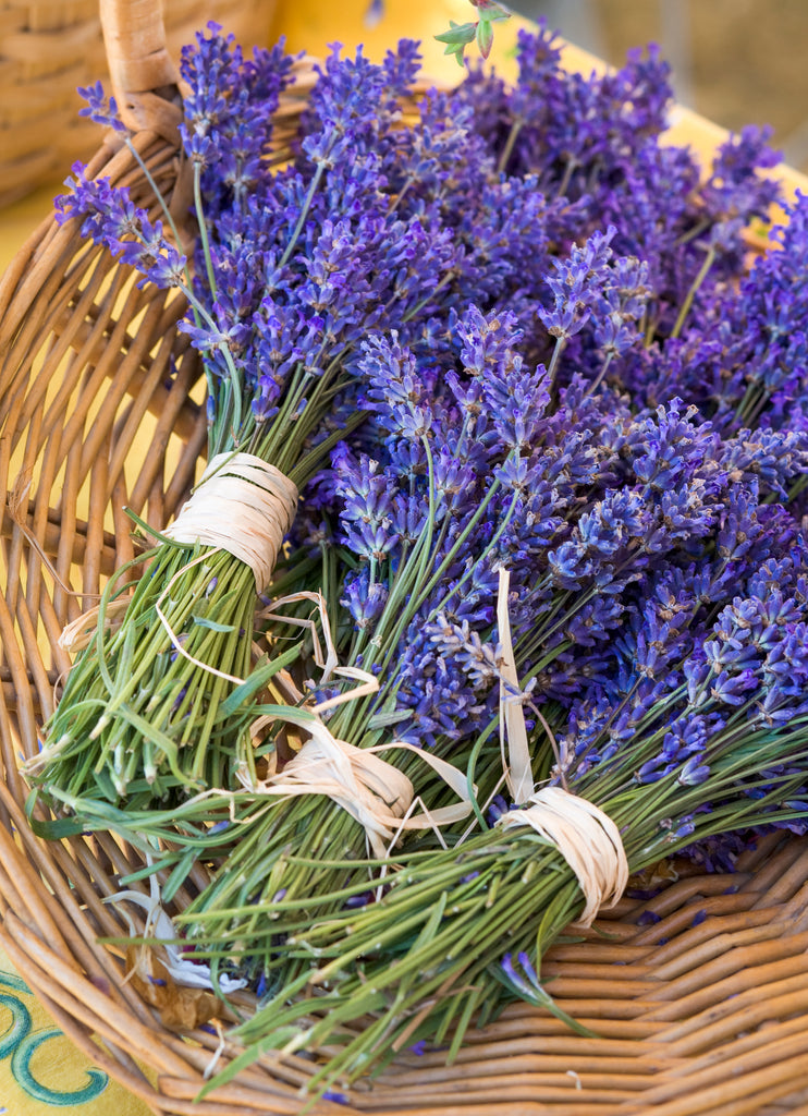 lavender leaf fragrance herbal green garden