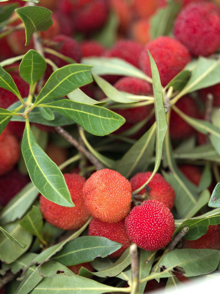 Bayberry