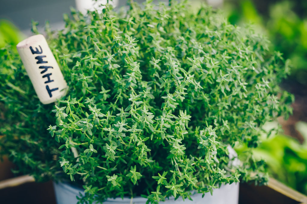 thyme authentic herbal fresh garden fragrance