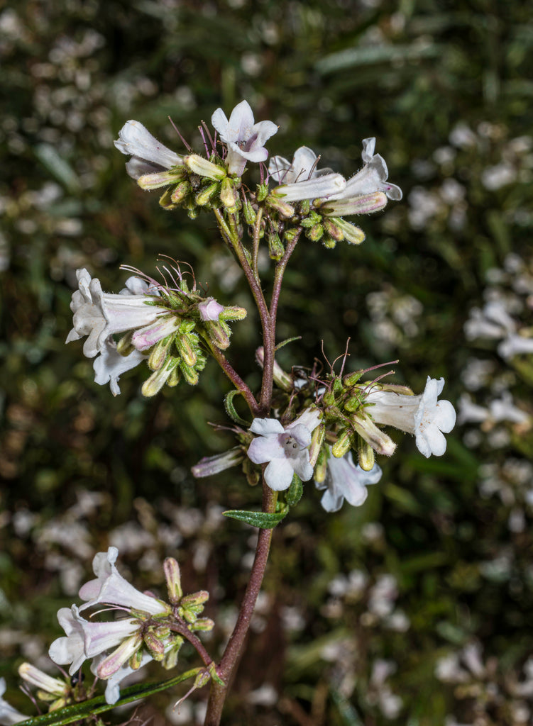 Yerba Santa