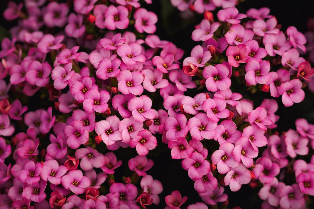 daphne flower fragrance blend sweetness honor love honesty