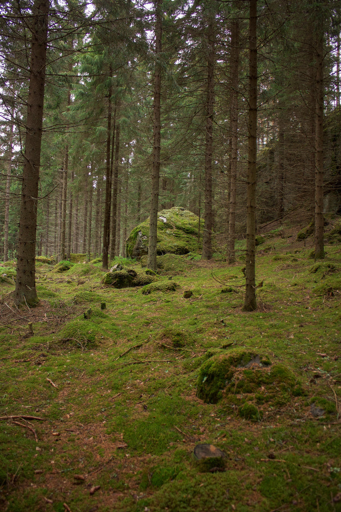 Forest Floor