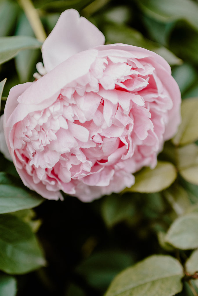 Peony