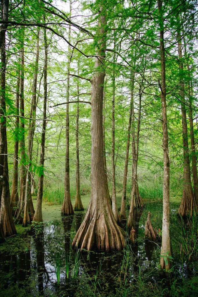 Cypress