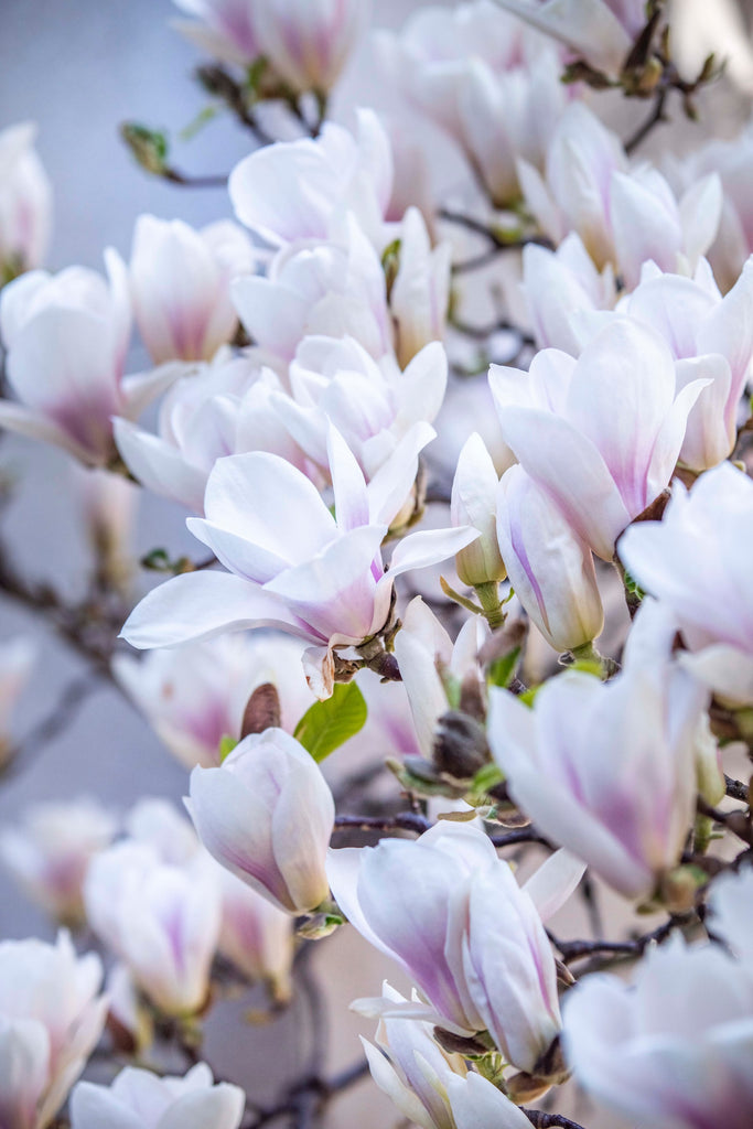 Magnolia sweet floral
