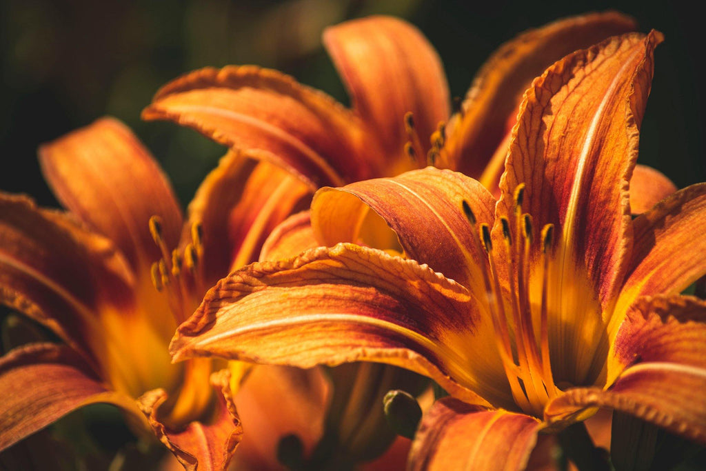 Hawaiian Ginger Lily - luxurious soft floral