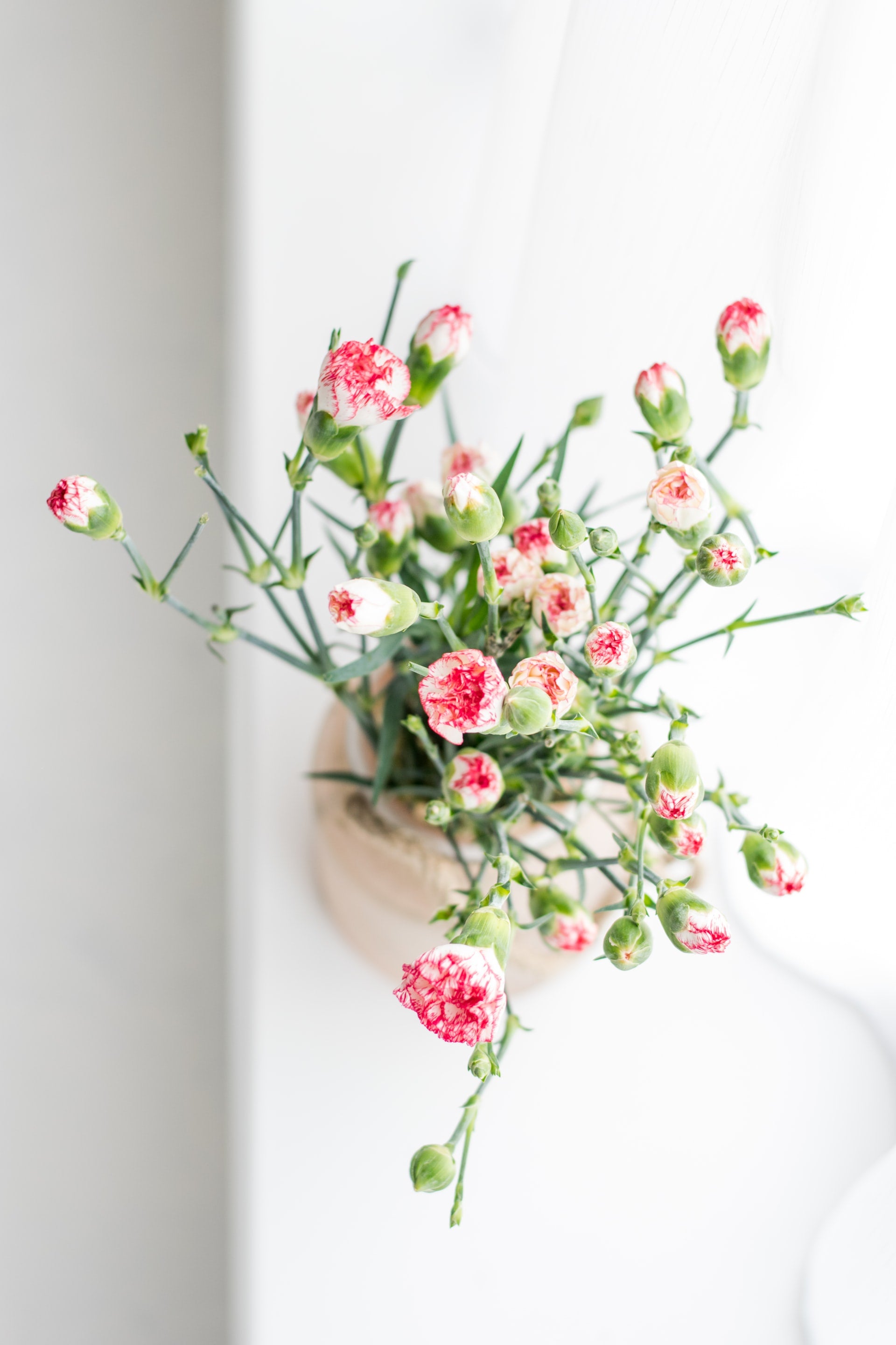 Carnation – Little Bee Scents™