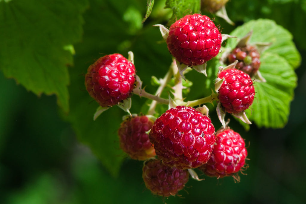 sun ripened raspberry summer fruit