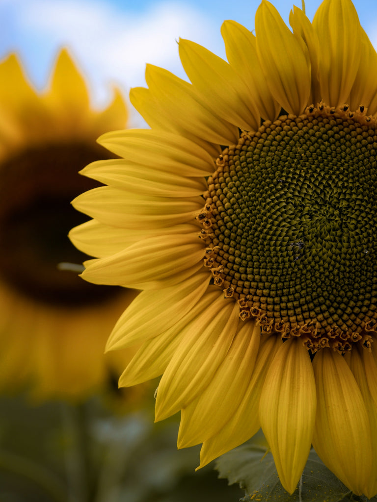 Sunflower - earthy, floral, woody