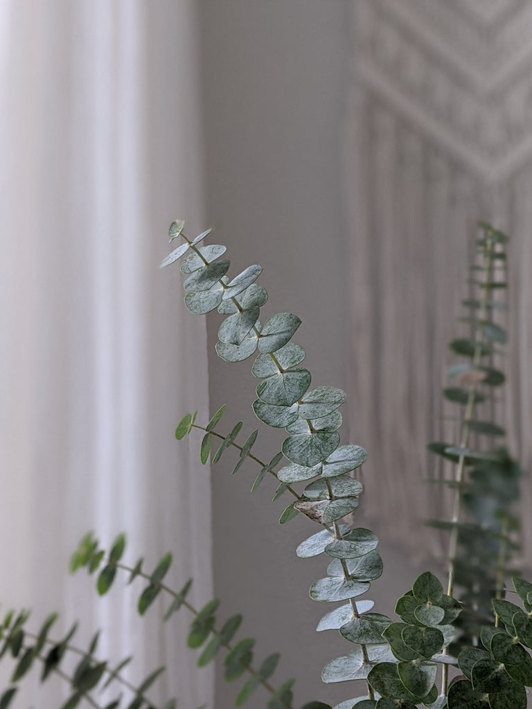 eucalyptus fragrance aromatic