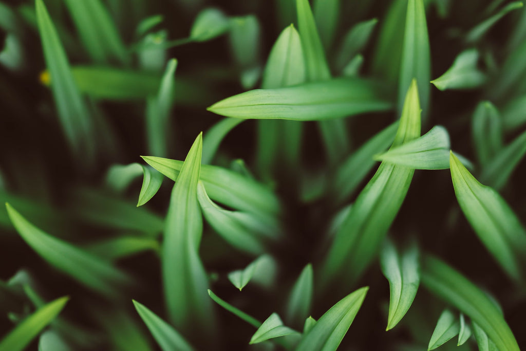 You Bet Your Sweetgrass - fresh cut grass