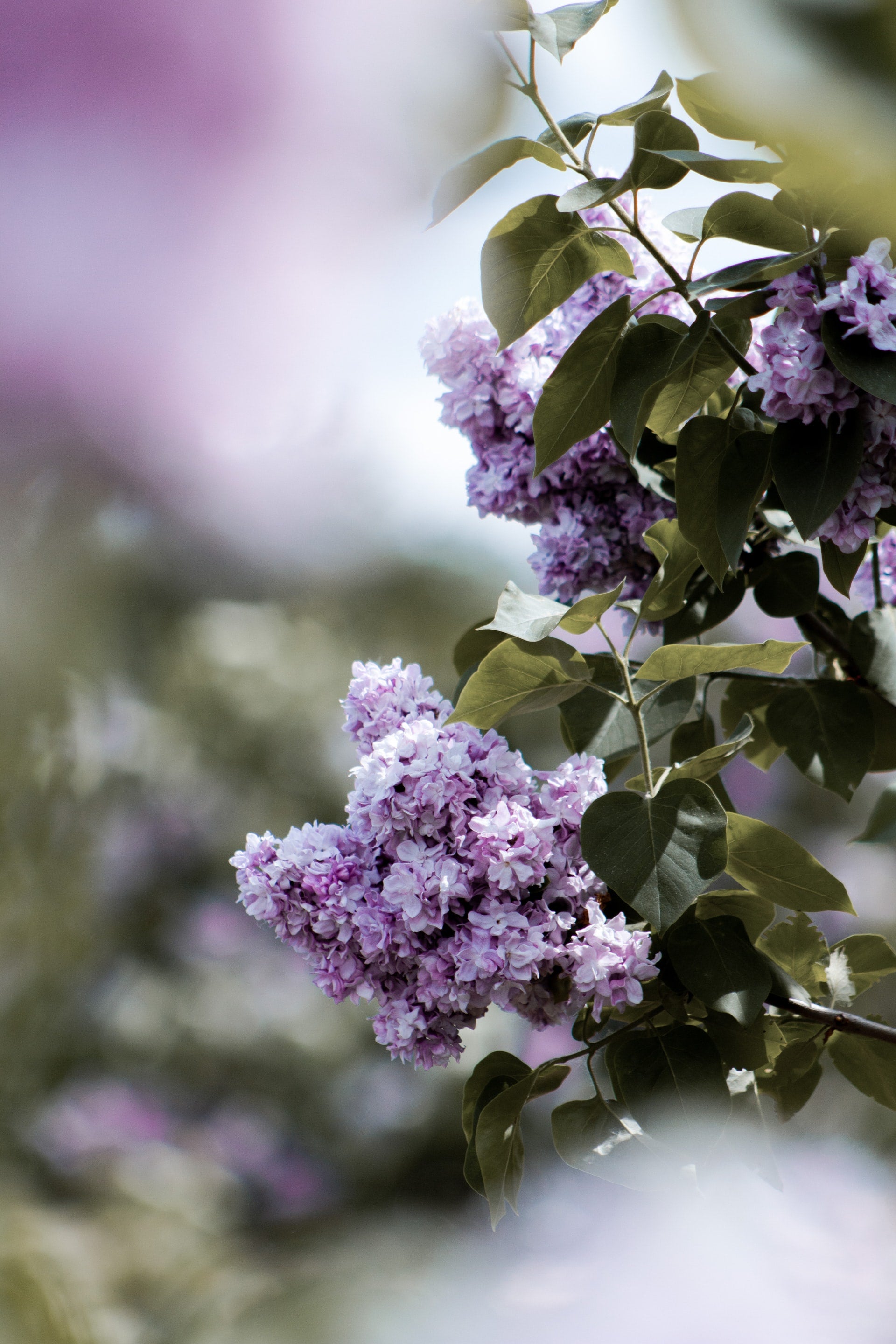 lavender lilac tree Lilac – Little Bee Scents™