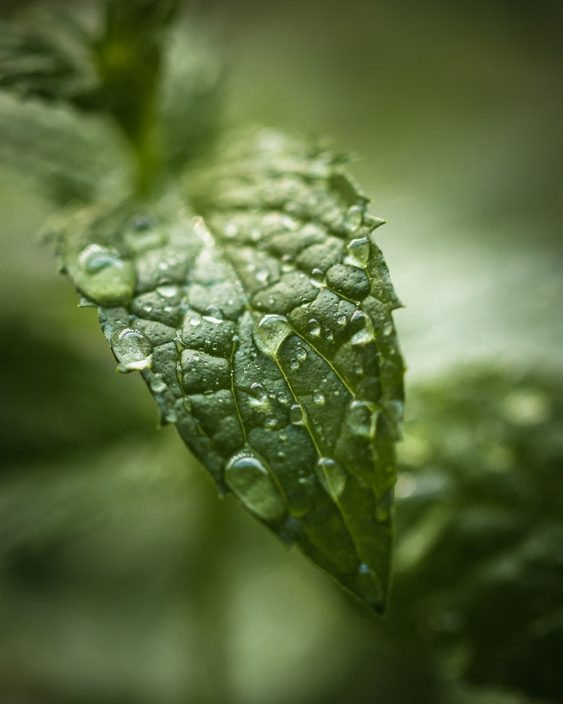 Water Mint - fresh water, mint