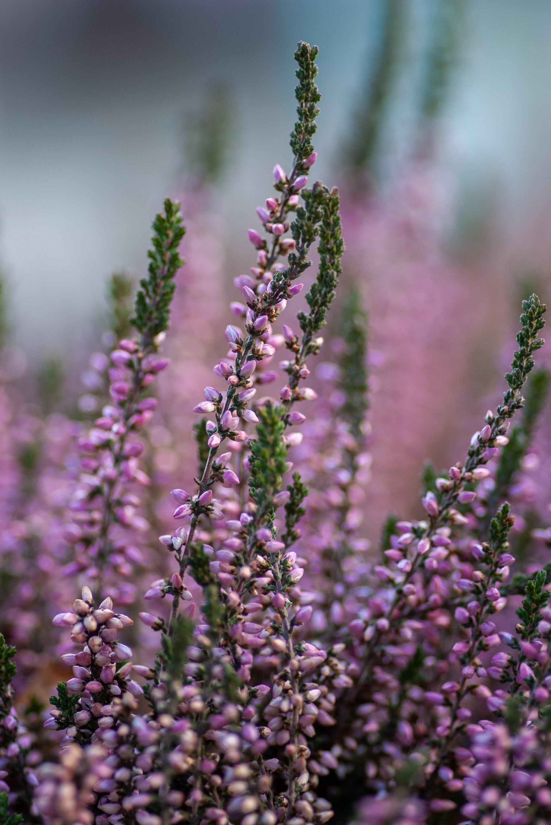 heather flower vs lavender Highland Heather