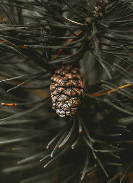 Peppered Pinecone