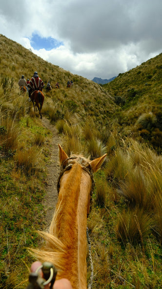 Giddy Up Grass