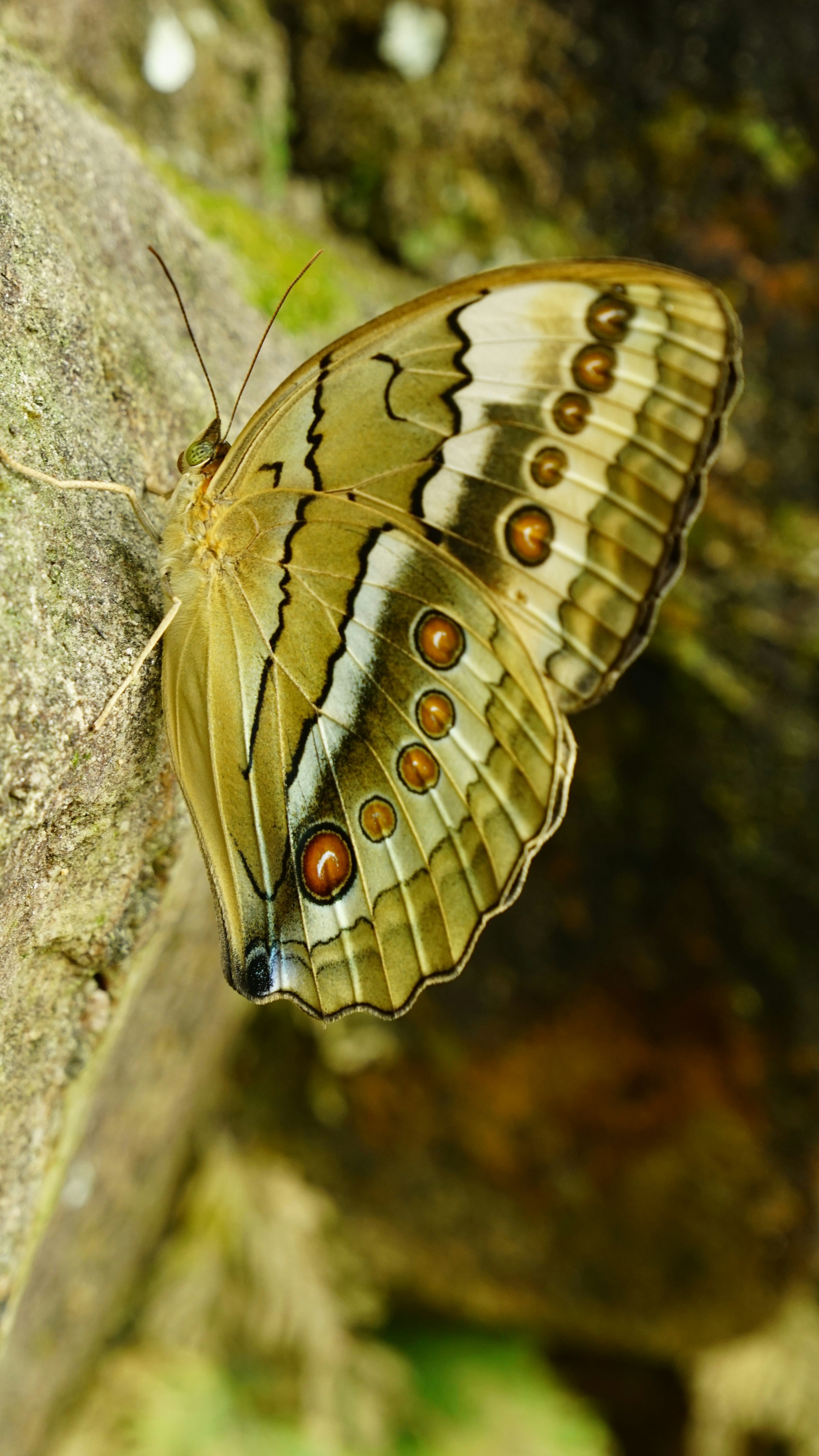 Incense & Chrysalis
