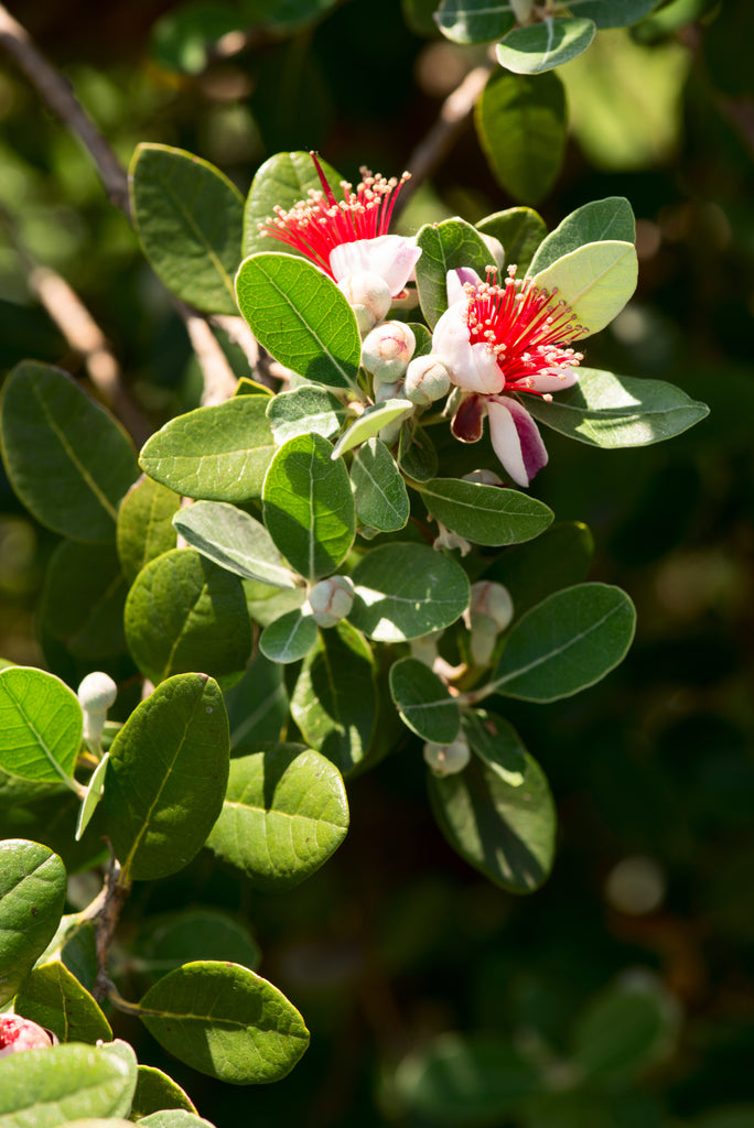 What The Feijoa?!