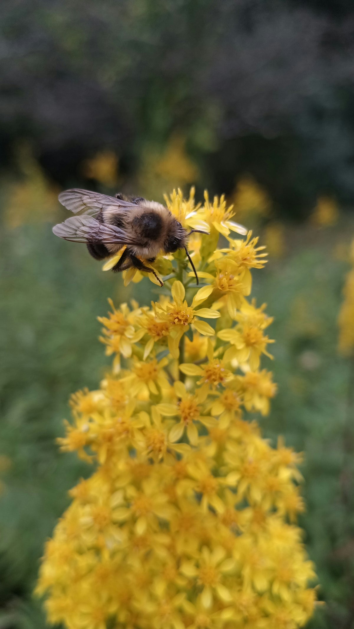 Goldenrod