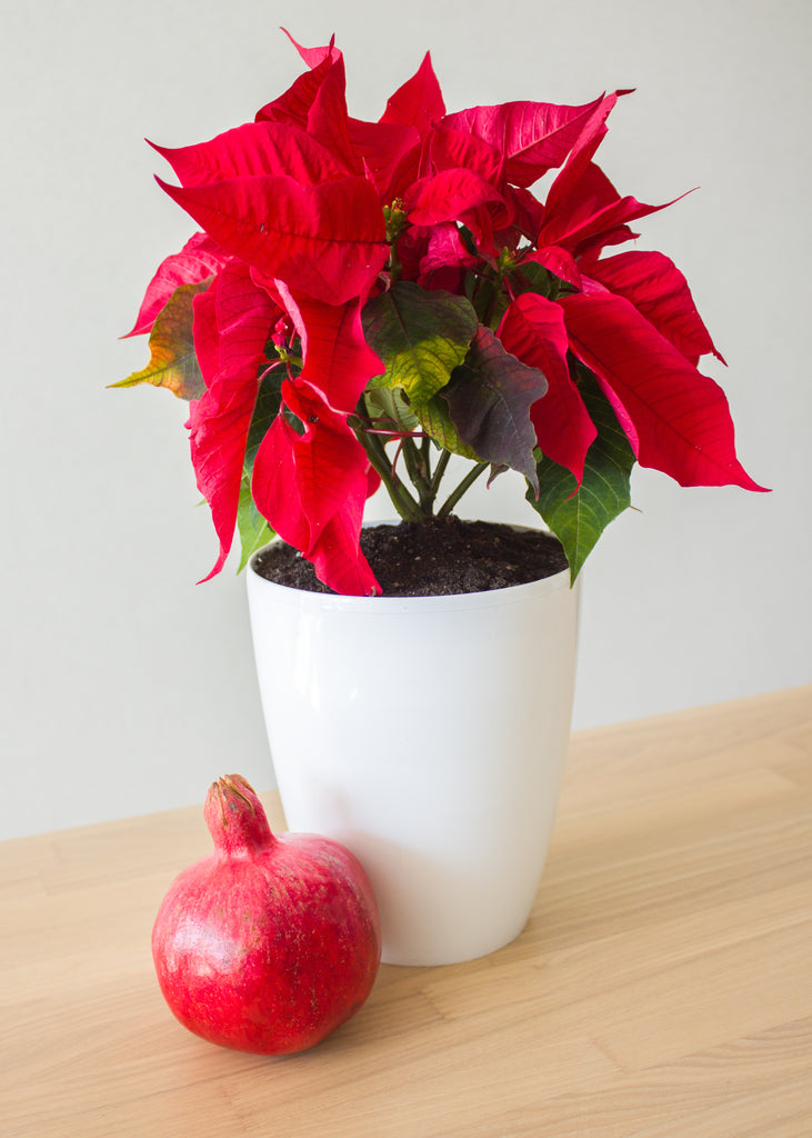 Pomegranate & Poinsettia