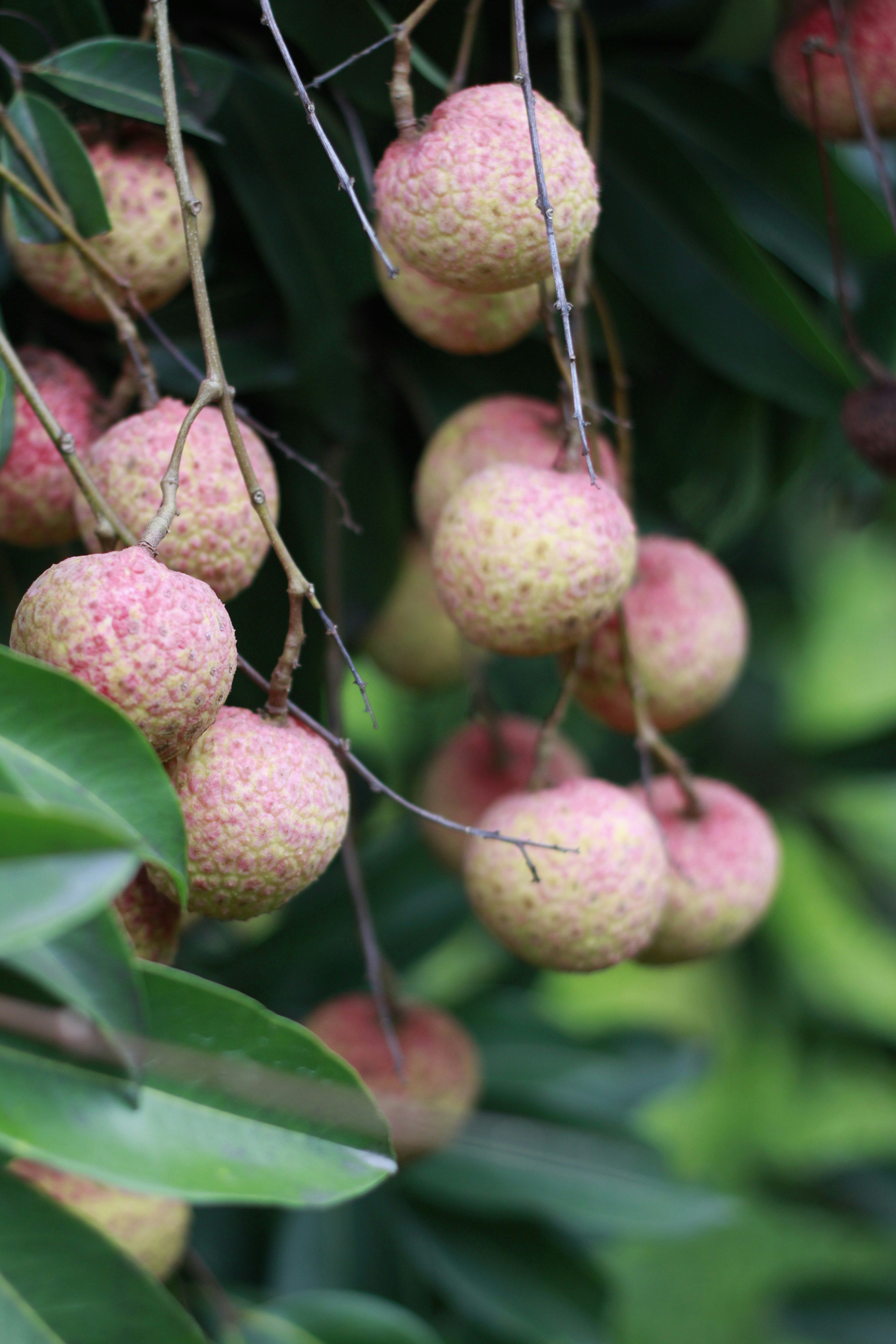 Lychee