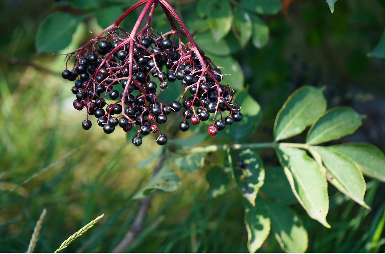 Respect Your Elderberries