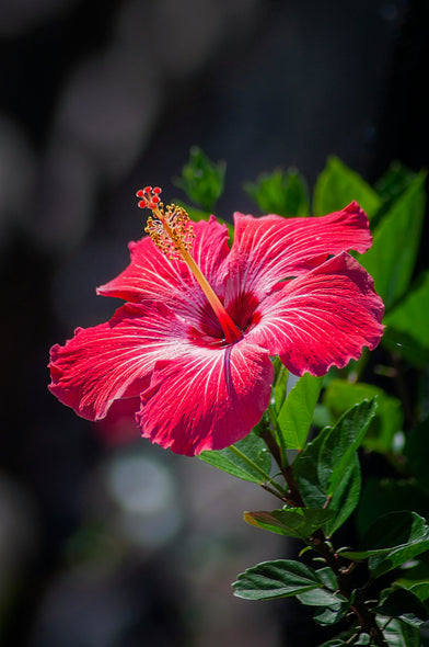 Haughty Hibiscus