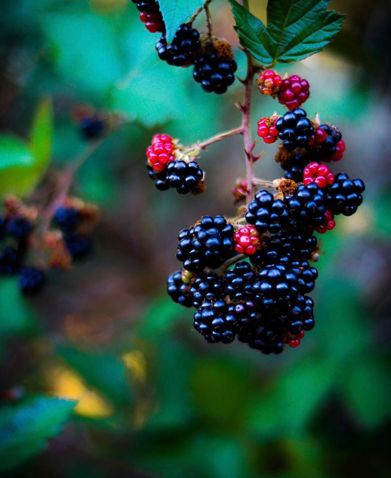 Blackberry Musk